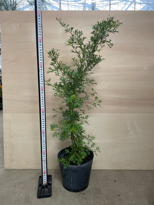 No.25003　グレビレア　ホワイトウィングス　6号鉢