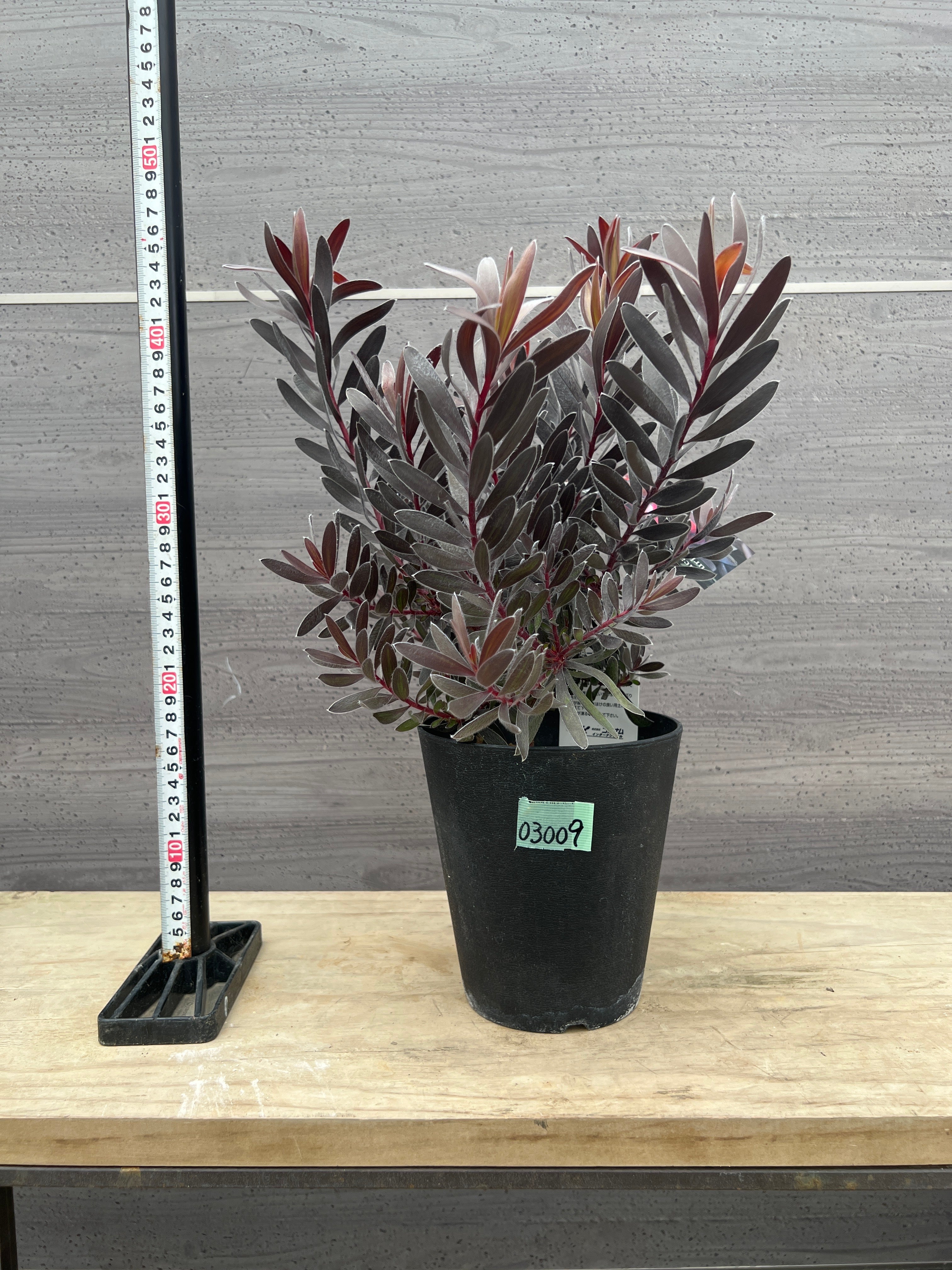 Pickup 全ての商品 – 植物家族