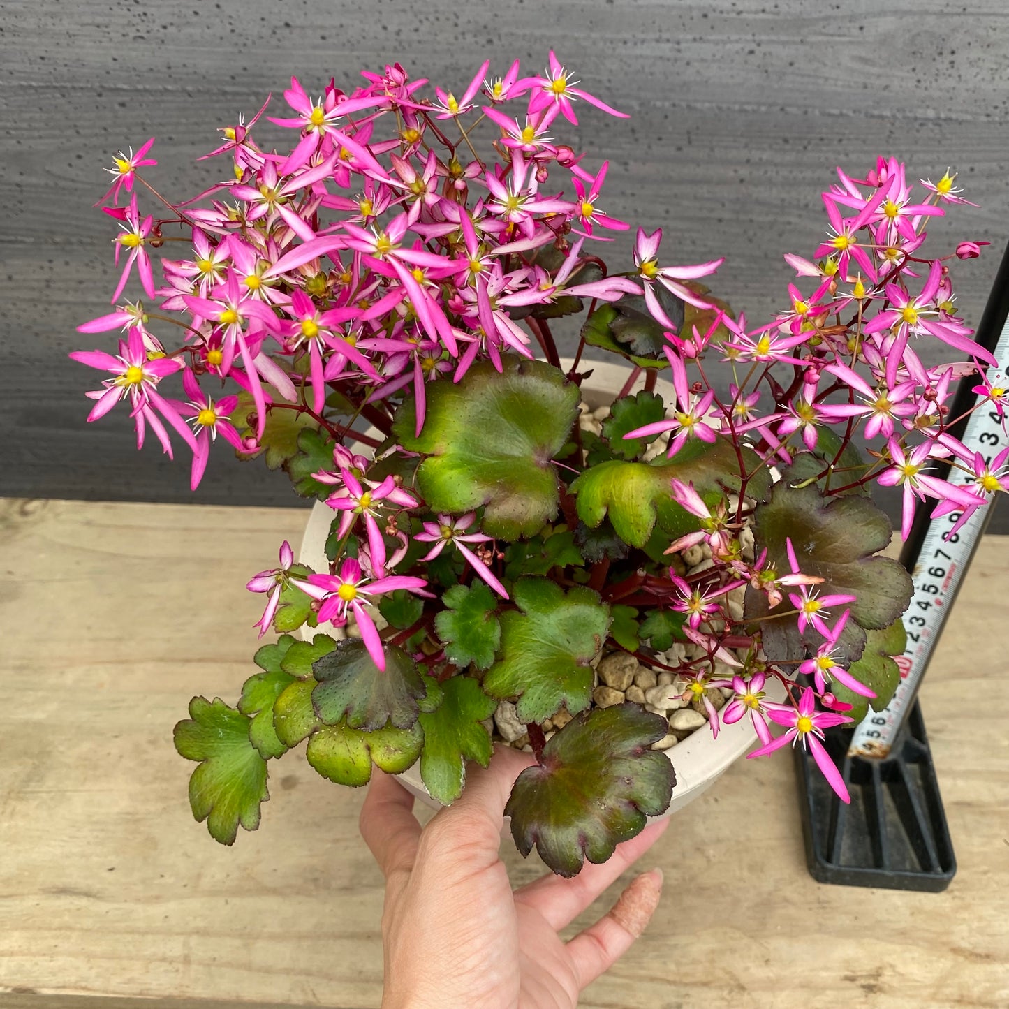 西洋大文字草　チーニ　6号オリジナルポット