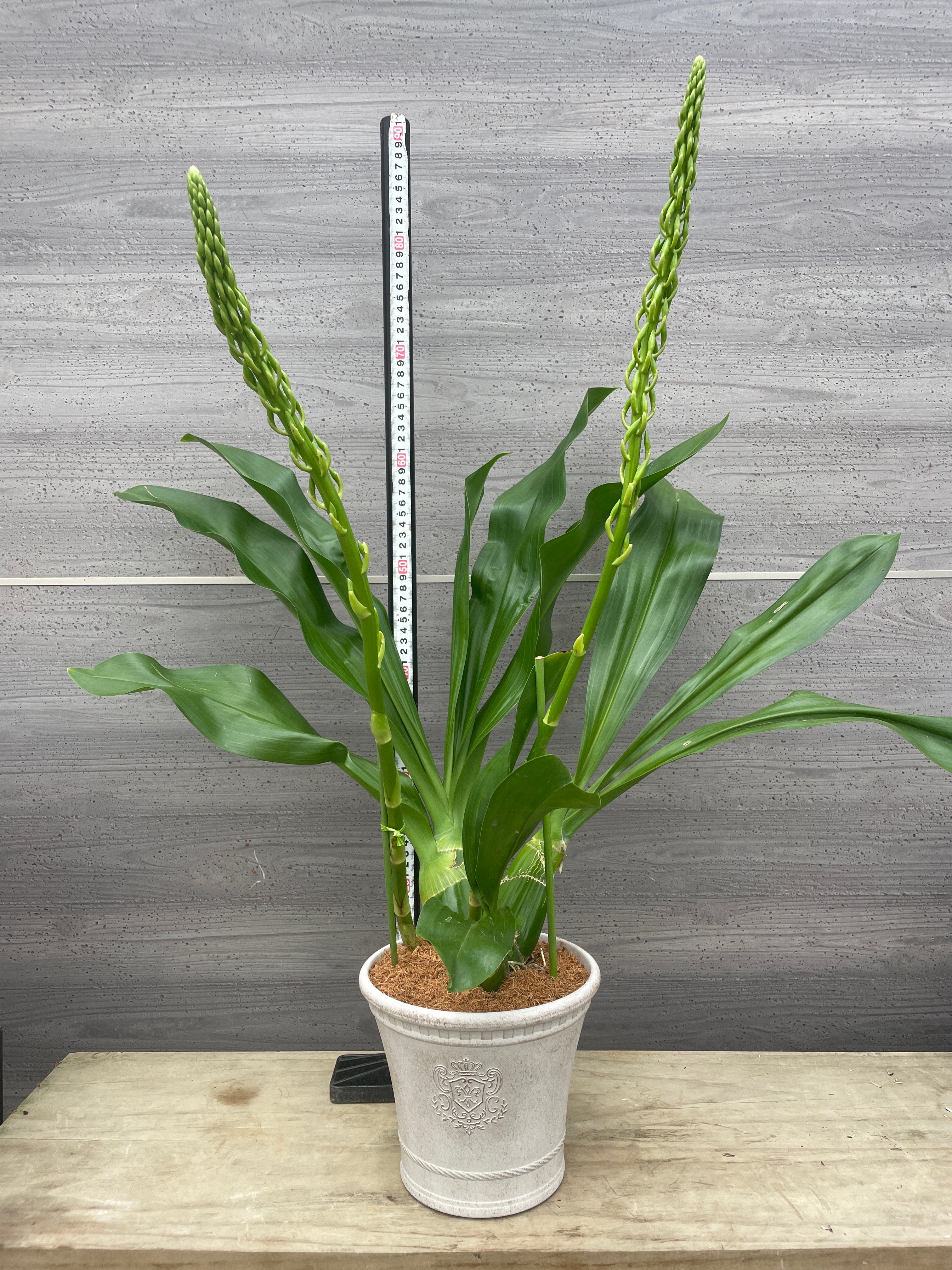Pickup 全ての商品 – 植物家族