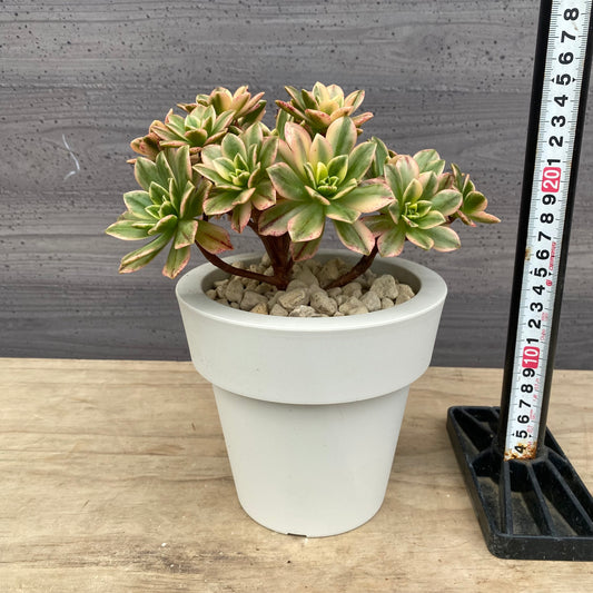 アエオニウム 5号おすすめ白ポット