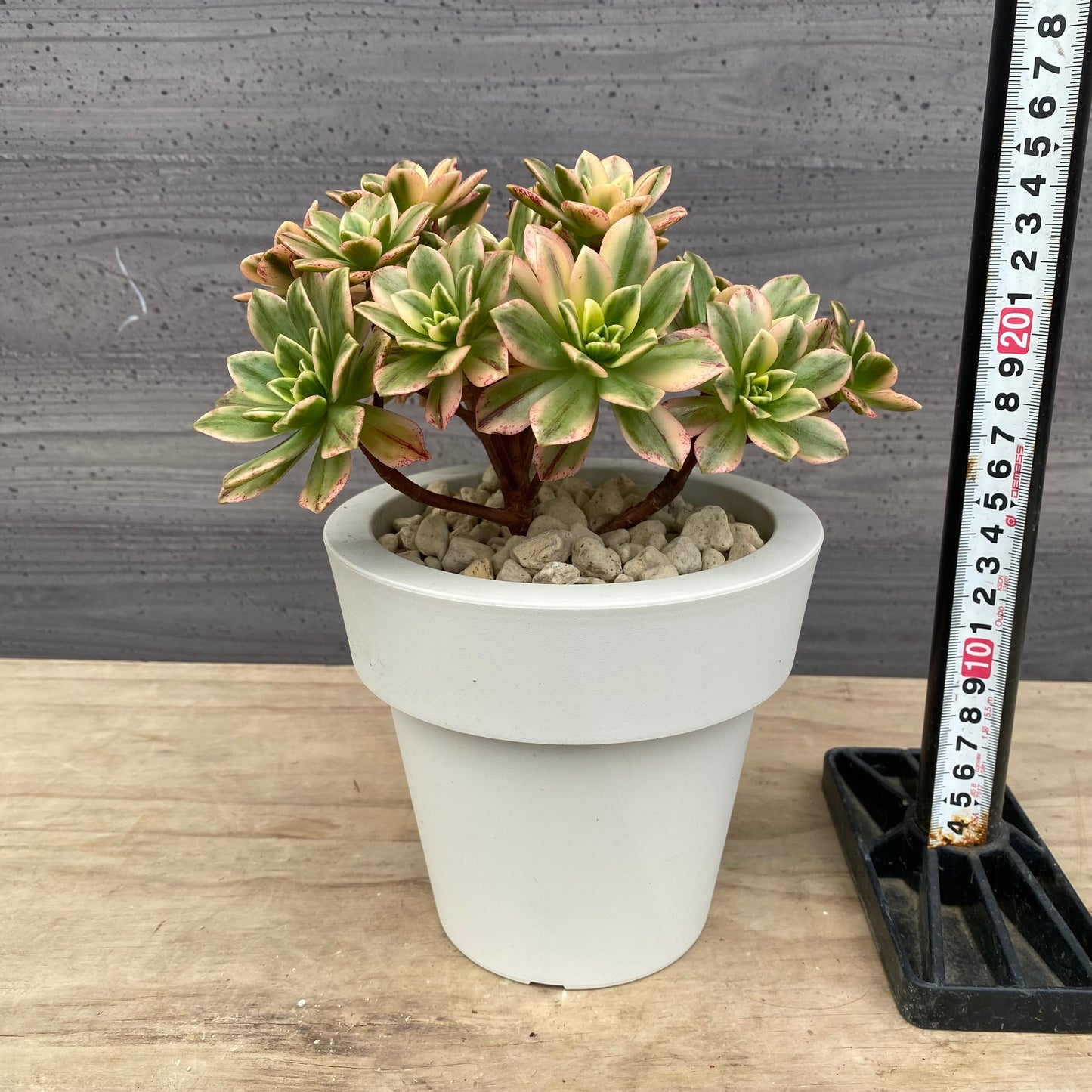 アエオニウム　5号おすすめ白ポット