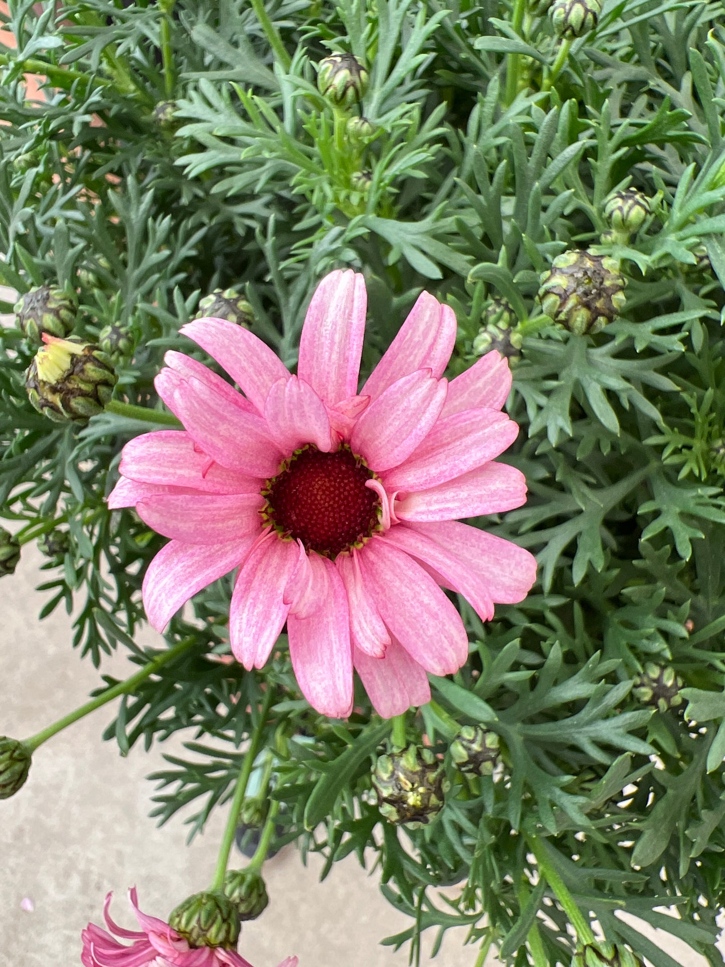 即売会SALE　No.28008　ビジューマム　カーネリアン　6号鉢