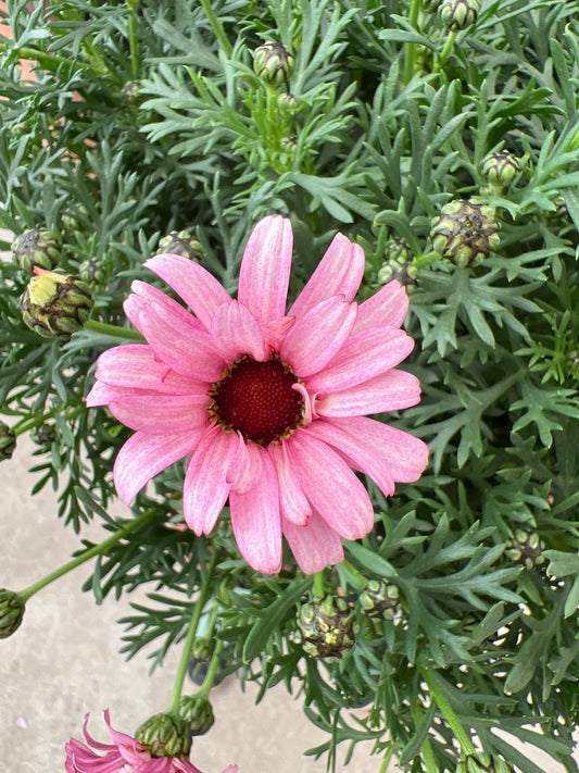 即売会SALE　No.28008　ビジューマム　カーネリアン　6号鉢