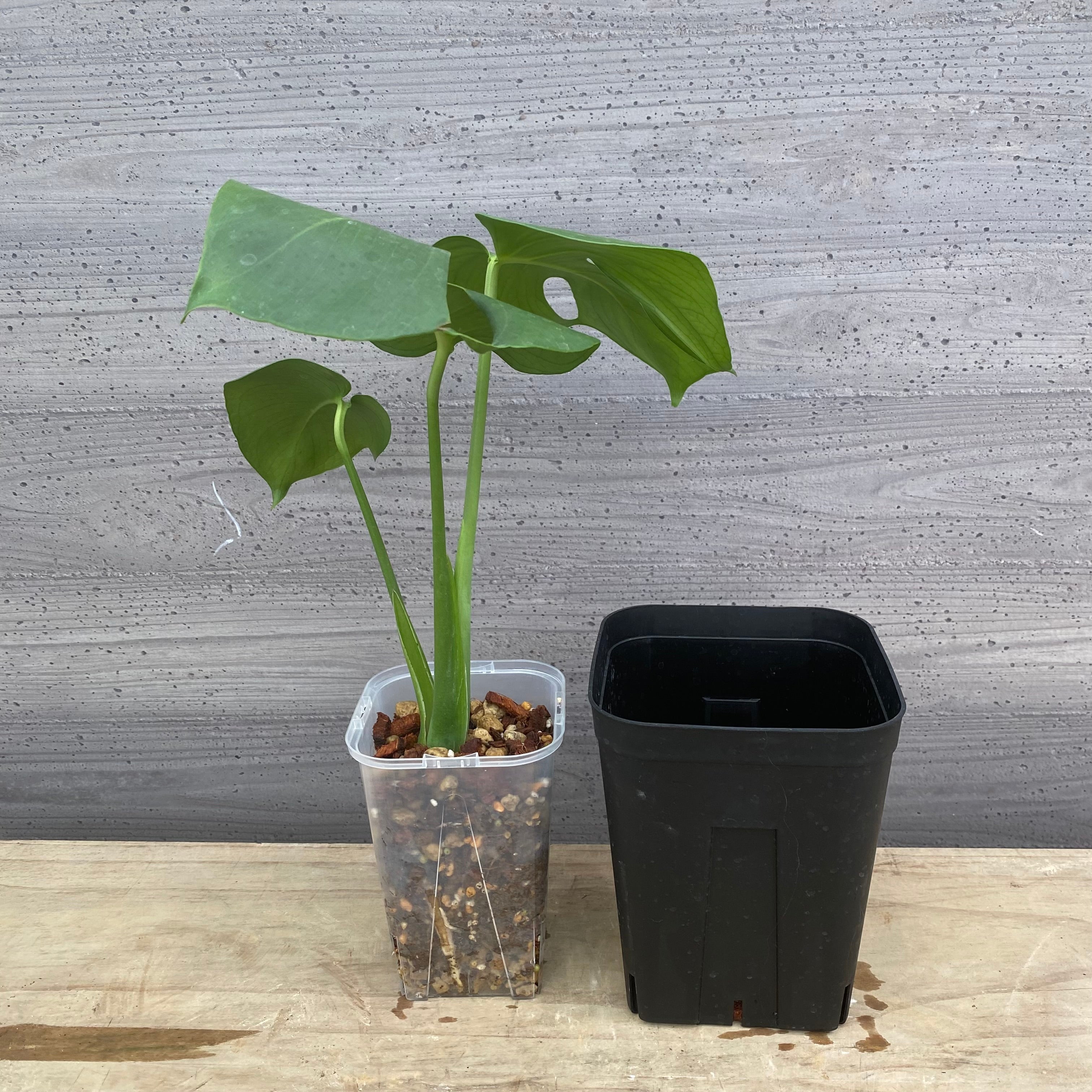 モンステラ特集 – 植物家族