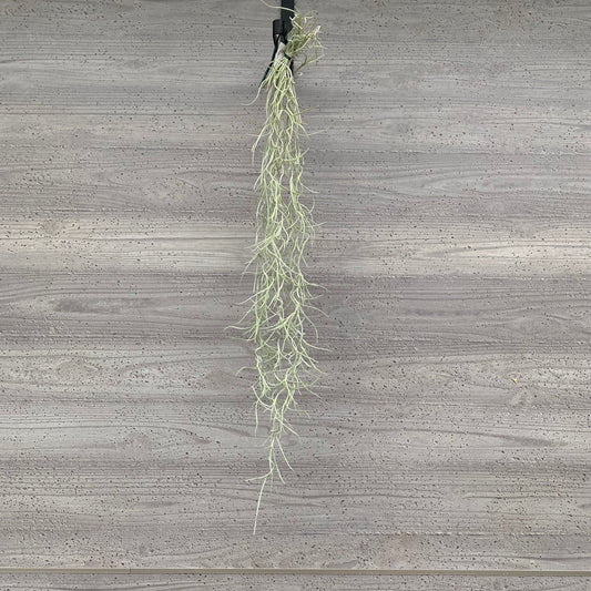 市場仕入れ即売会 No.25052 ティランジア ウスネオイデス 太葉