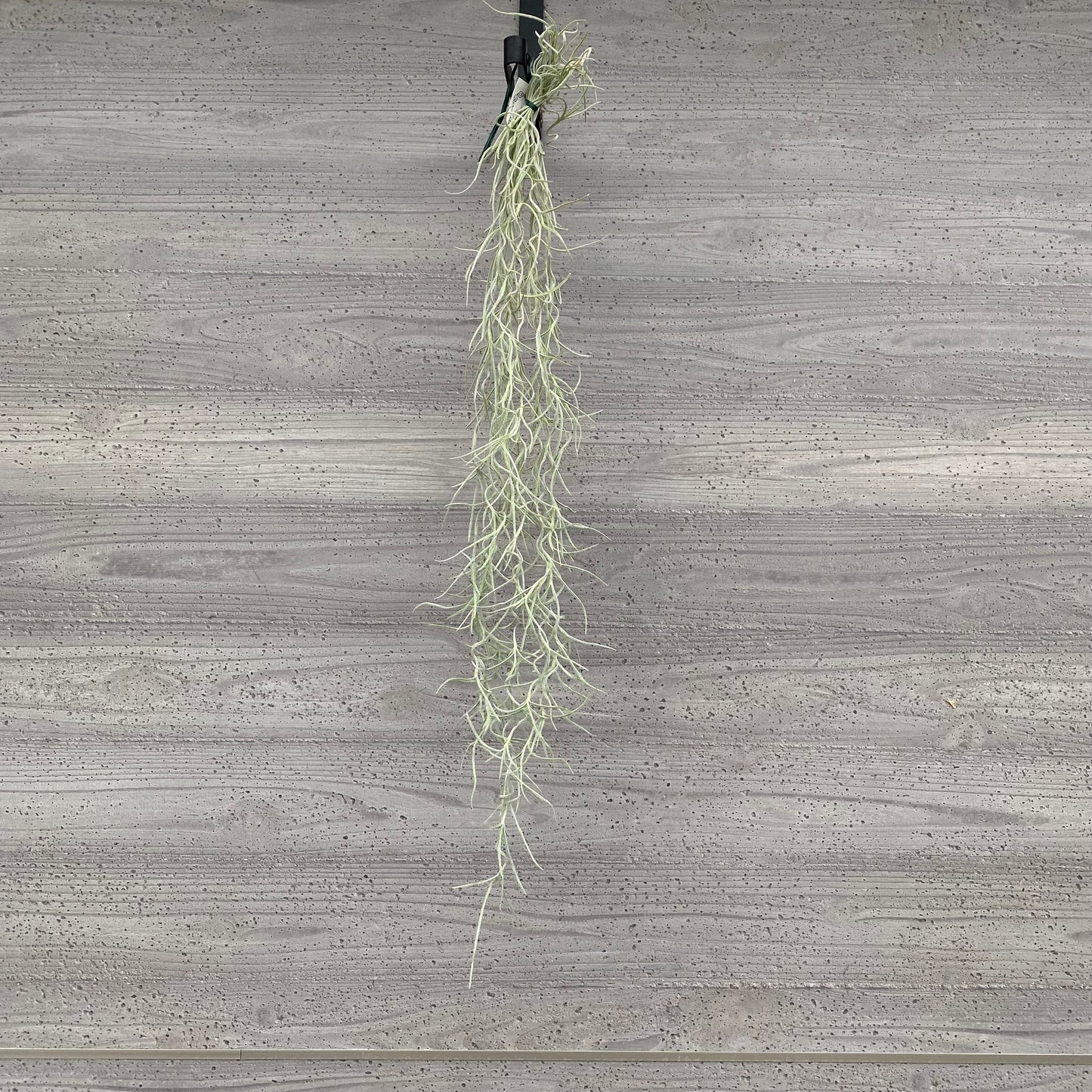 市場仕入れ即売会　No.25052　ティランジア　ウスネオイデス　太葉