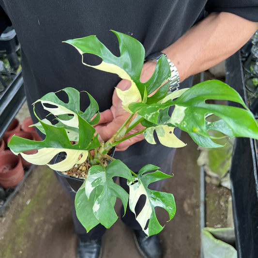 URBAN JUNGLE特集★U47　ヒメモンス　斑入り　3号鉢