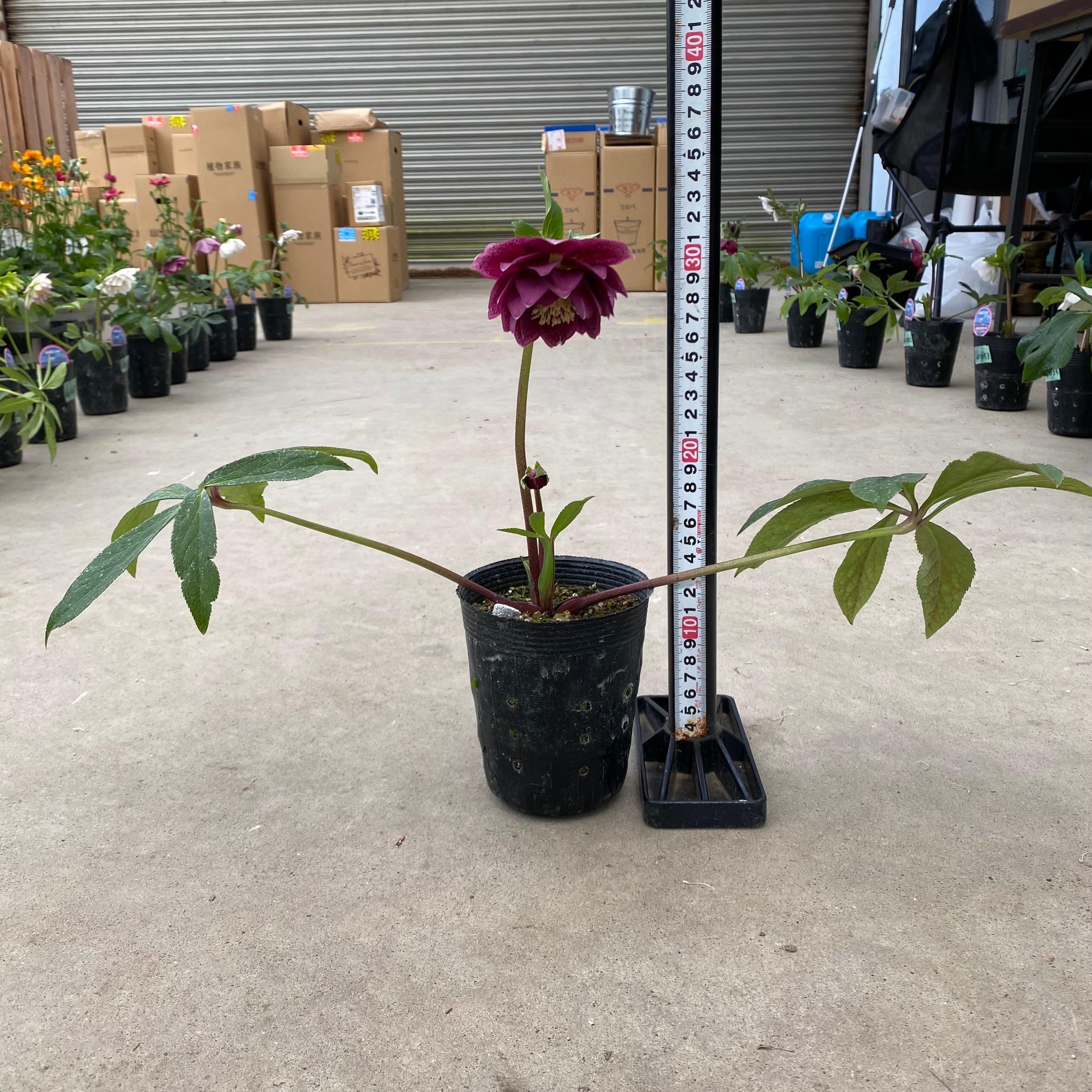 20060 クリスマスローズ ダブル咲き 3.5号苗ポット – 植物家族