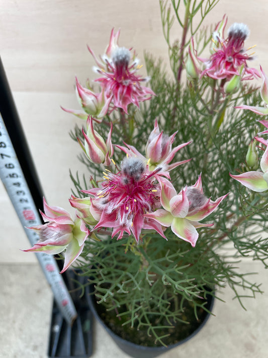 M76　ジョーイセルリア　カルメン　5号鉢