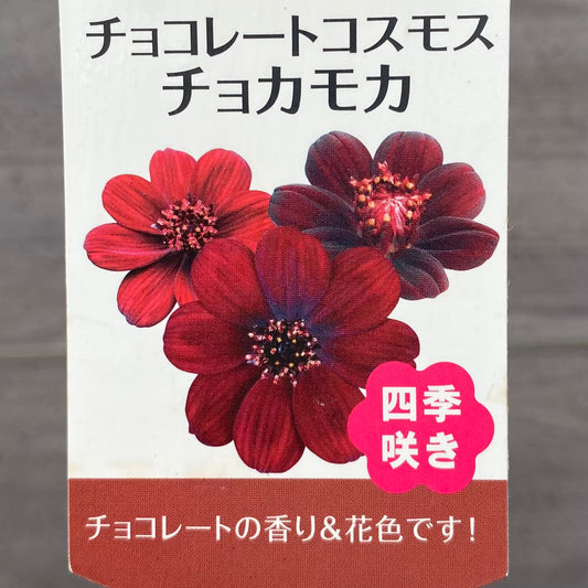 2種セット　チョコレートコスモス チョコモカ・ユーカリ マクロカルパ　5号　スリット鉢/オリジナル色