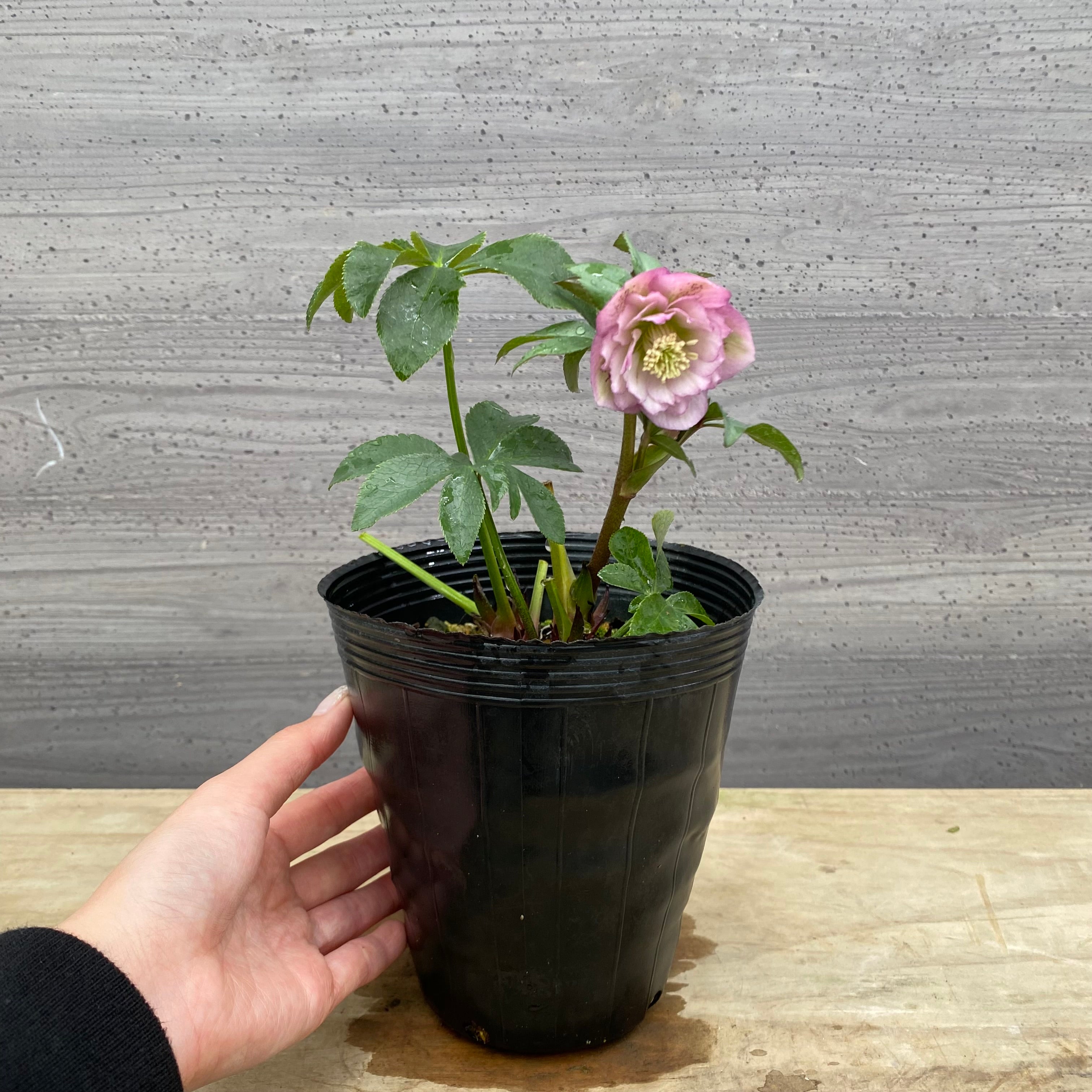 即売会 No.27078 クリスマスローズ ダブル咲き 4.5号苗ポット – 植物家族