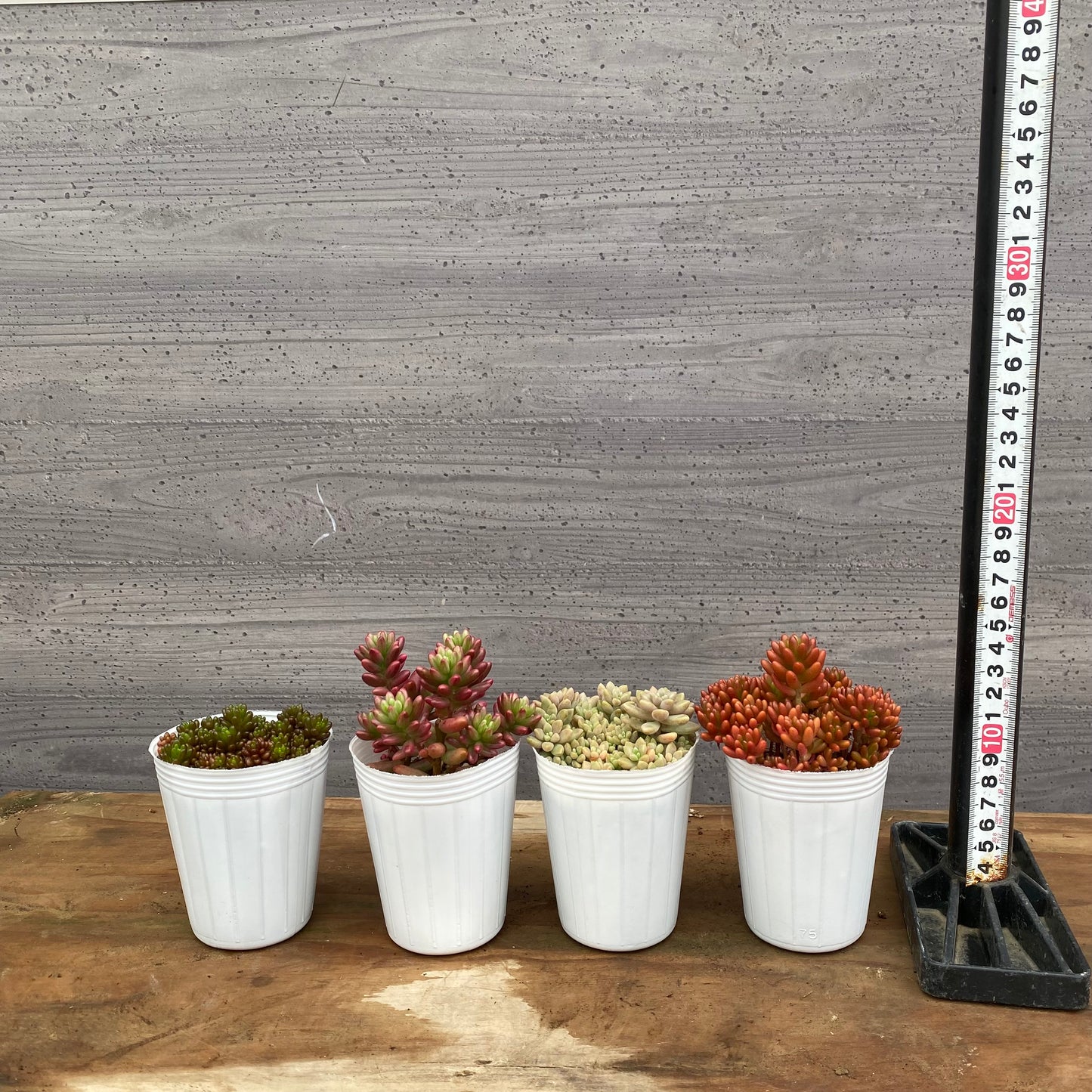 市場仕入れ即売会　No.25069　セダム　レッドベリー/オーロラ/虹の玉/姫秋麗　4種セット