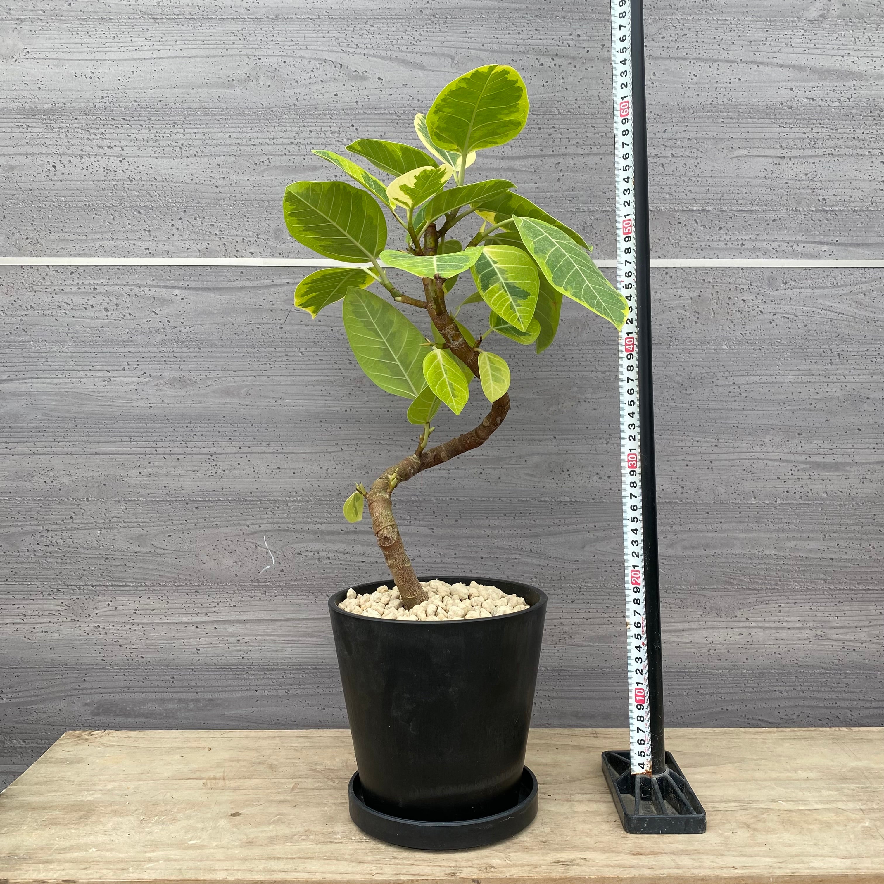 mikaさん専用【引き取り限定】アフリカンプリンス　特大サイズ　極上品　観葉植物 Pickup 全ての商品 – 植物家族
