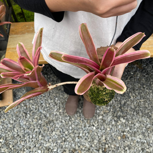 No.26023　ネオレゲリア　流木仕立て