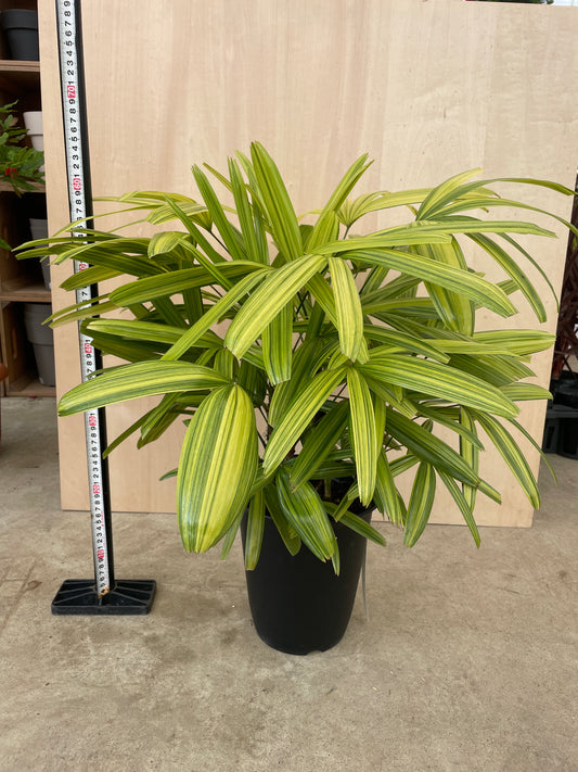 No.17001　カンノンチク　7号鉢