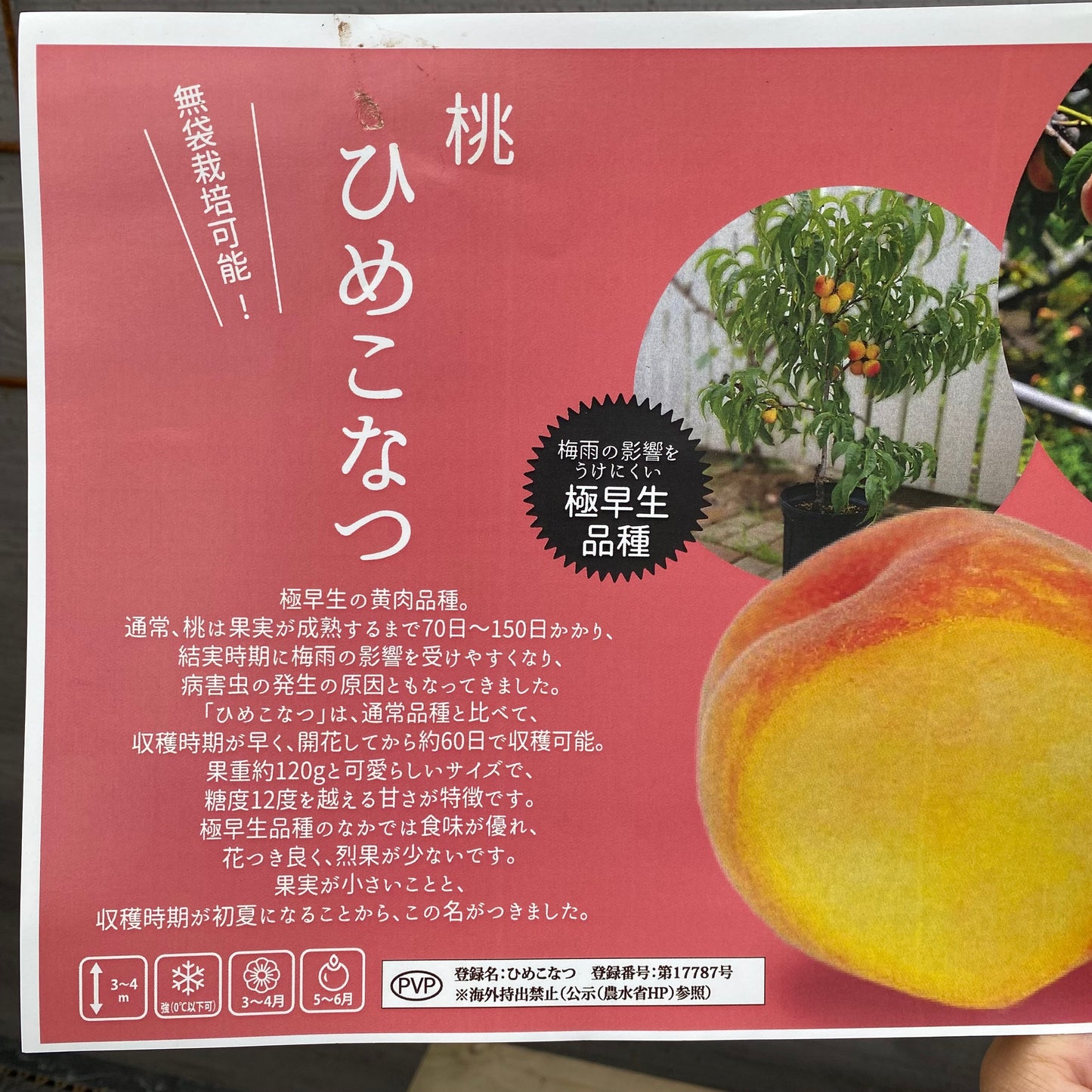 桃　ひめこなつ　4号ロング苗ポット　★1本で結実します