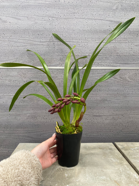 石田蘭園★和蘭　フォアゴットンフルーツ(香る蘭)　蘭用肥料プレゼント