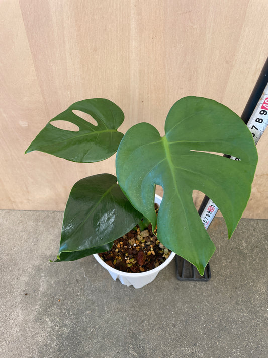 モンステラ　コンパクタ　5号鉢　植え替え済み