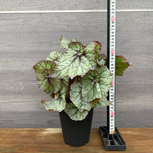 市場仕入れ即売会 No.25009 レックスベゴニア モモヤマ 4号鉢