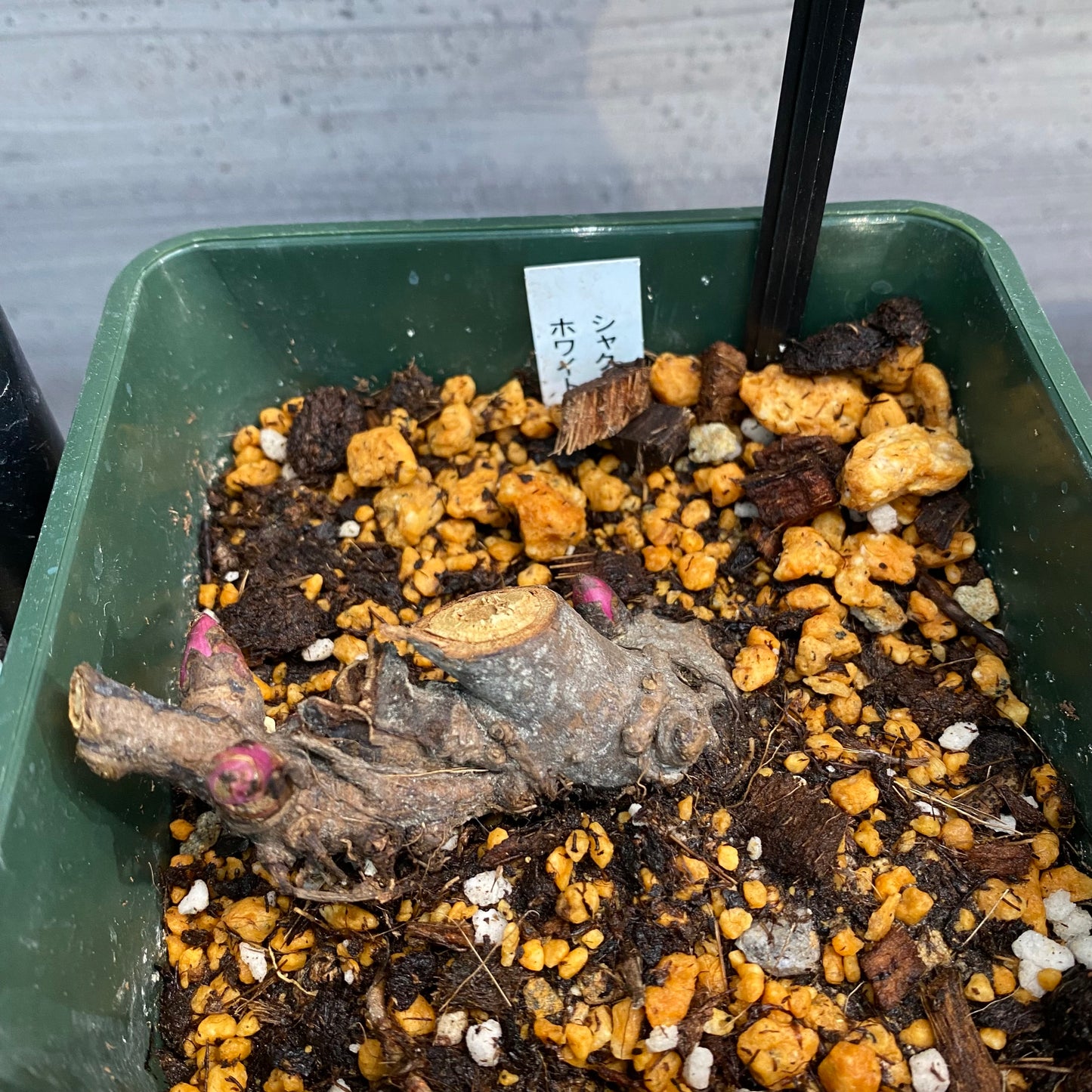 芍薬　ホワイトヘブン