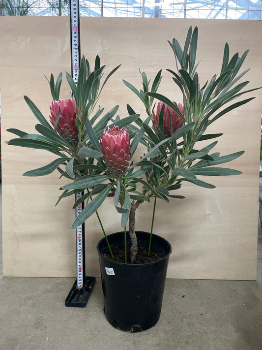 No.25008 プロテア ジュリエット 7号鉢