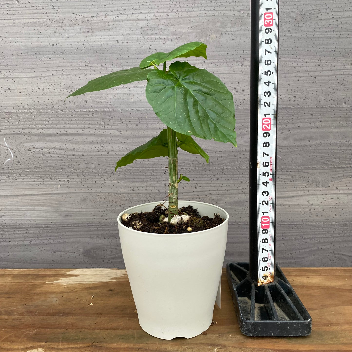 市場仕入れ即売会　No.25018　フィカス　ウンベラータ　4号鉢