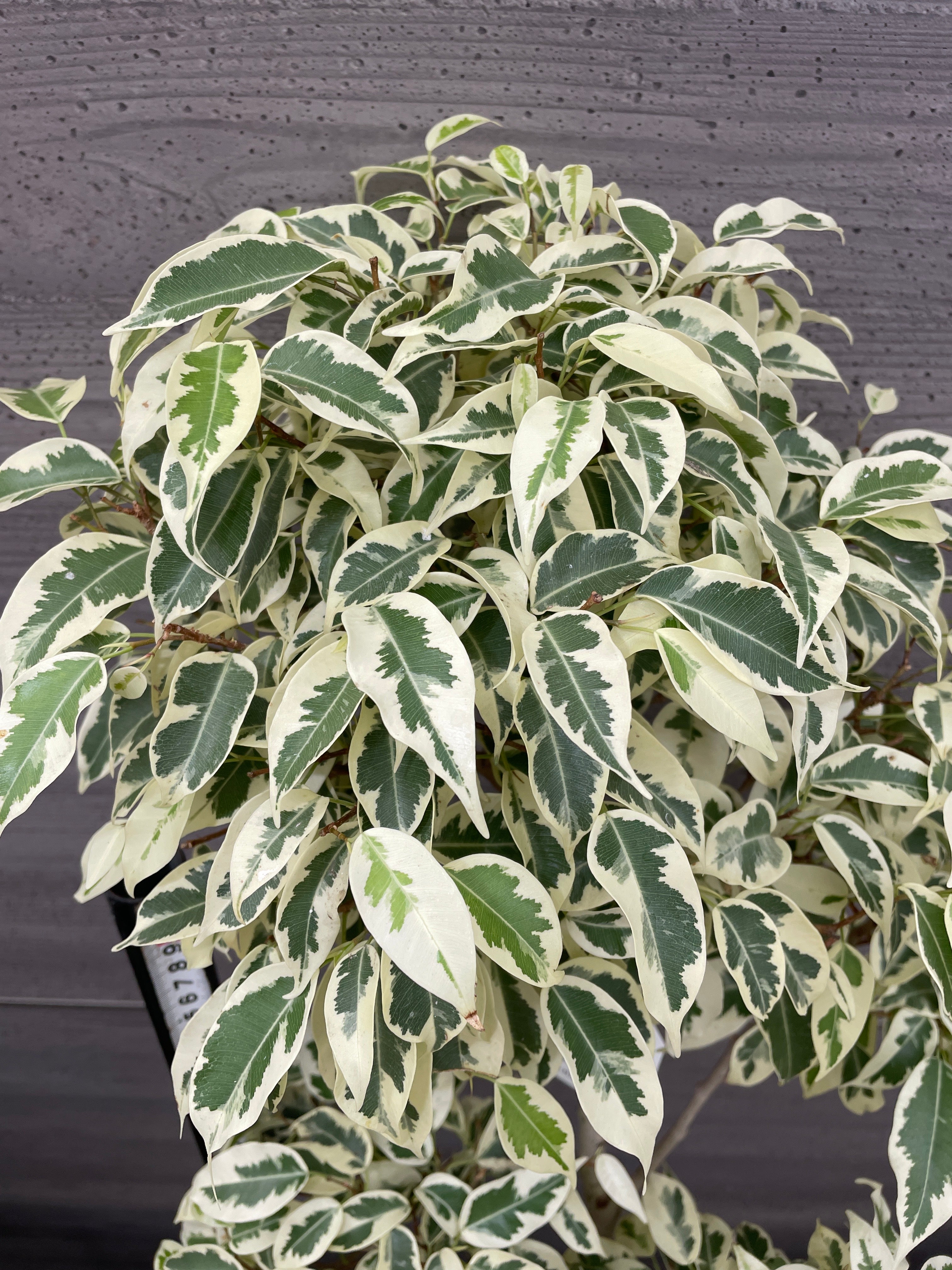 Pickup 全ての商品 – 植物家族