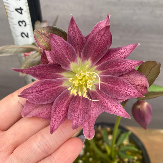 No.09043　クリスマスローズ05　4号苗ポット