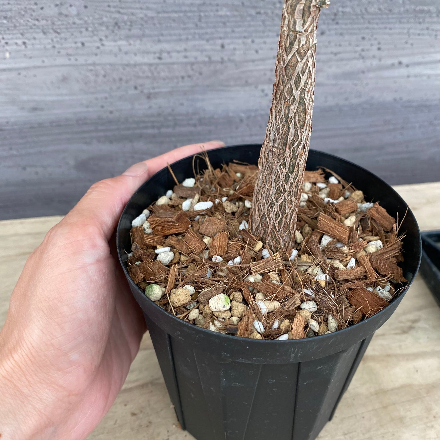 urbanjungle商品　実生パキラ　斑入り　4号鉢