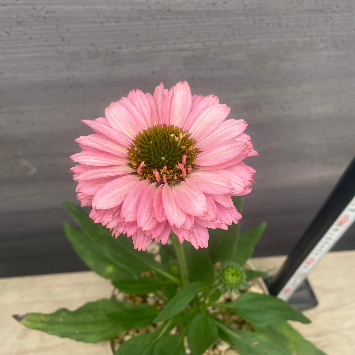No.20017　エキナセア　ピンクグレープフルーツ　6号スリット鉢/オリジナル色