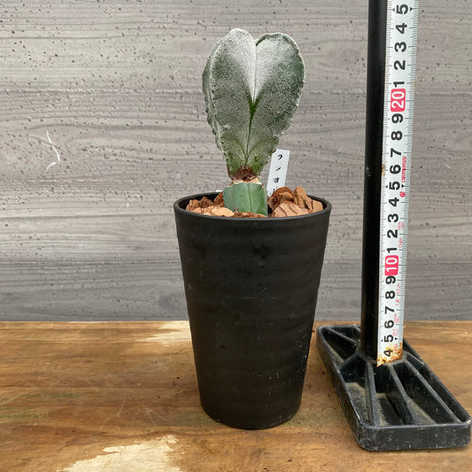 市場仕入れ即売会　No.25064　サボテン接ぎ木J　3号鉢