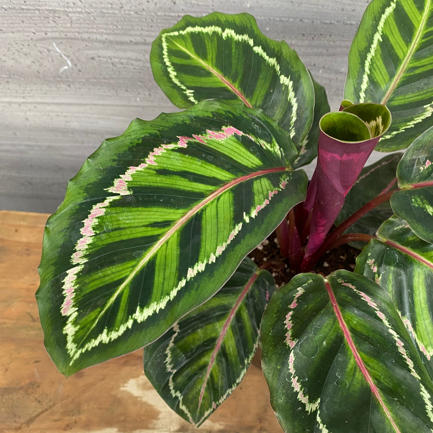 市場仕入れ即売会　No.25036　カラテア　ロゼオピクタ　5号鉢