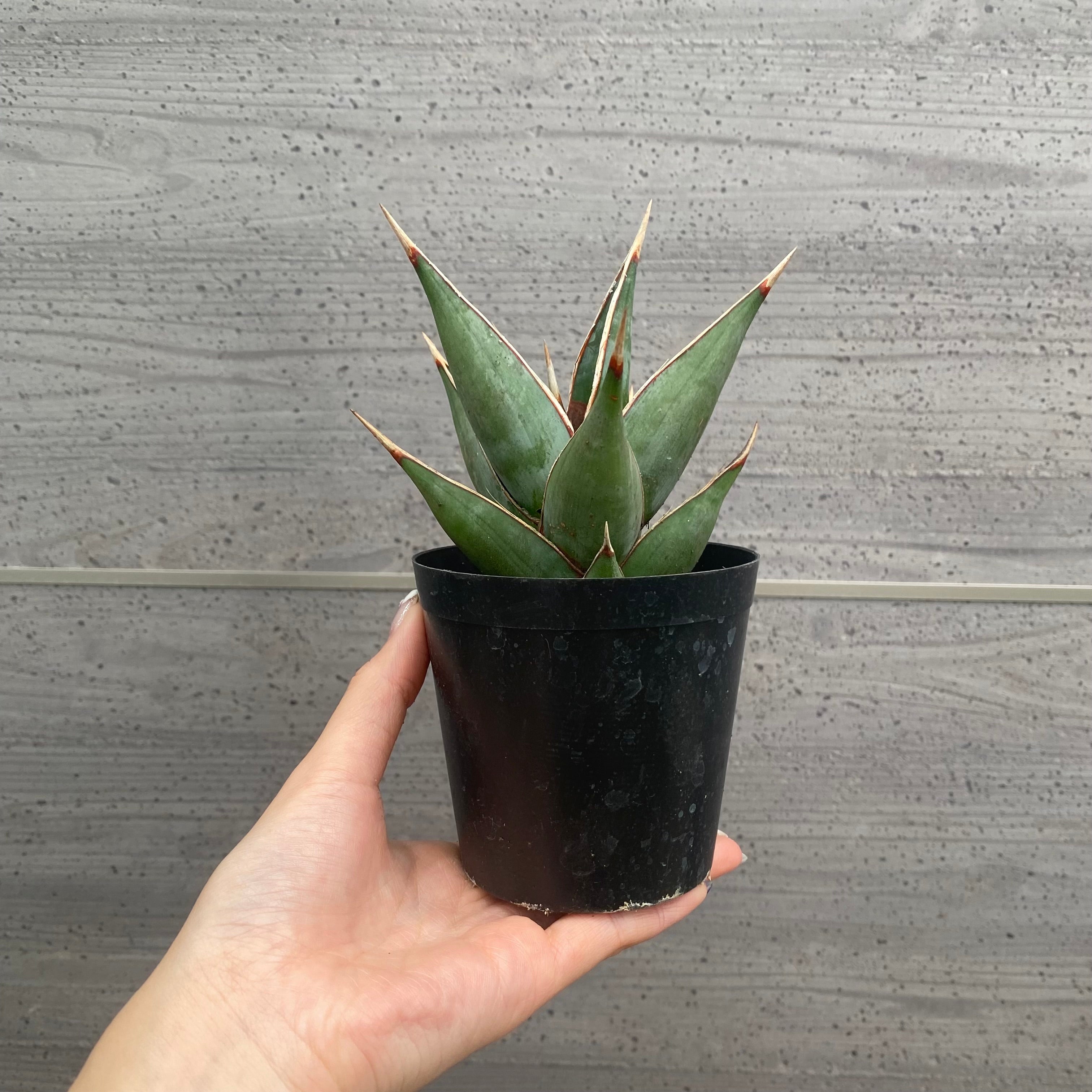 植物 – 植物家族