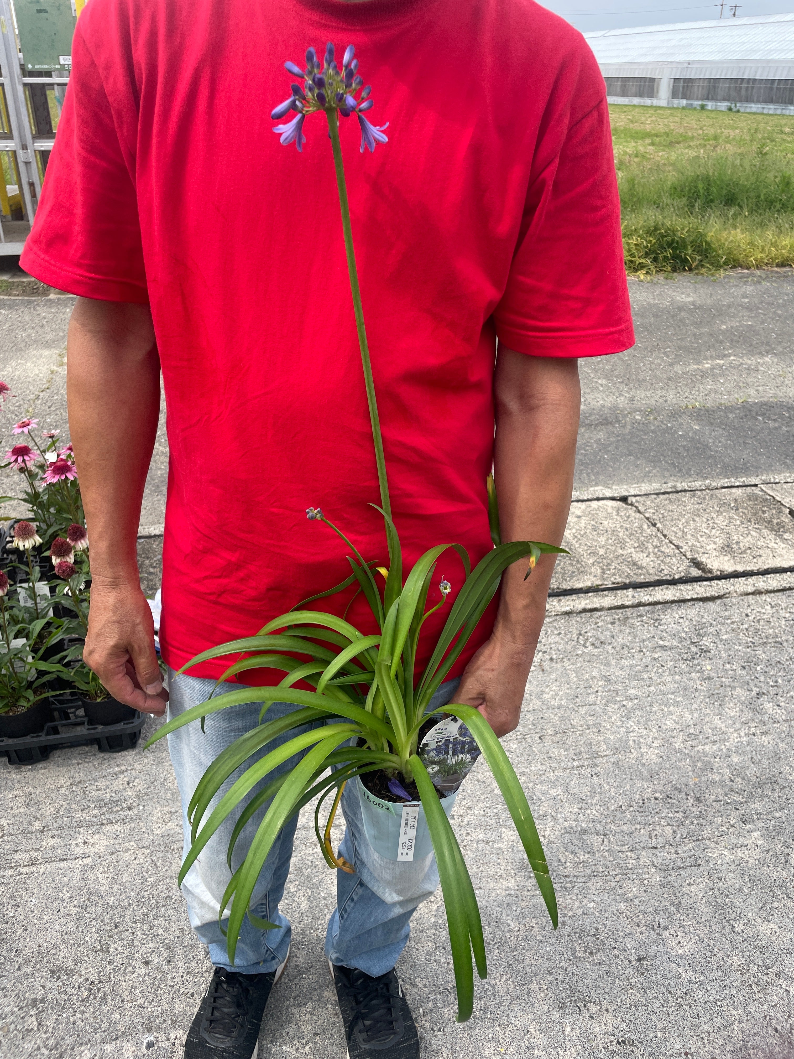 植物家族