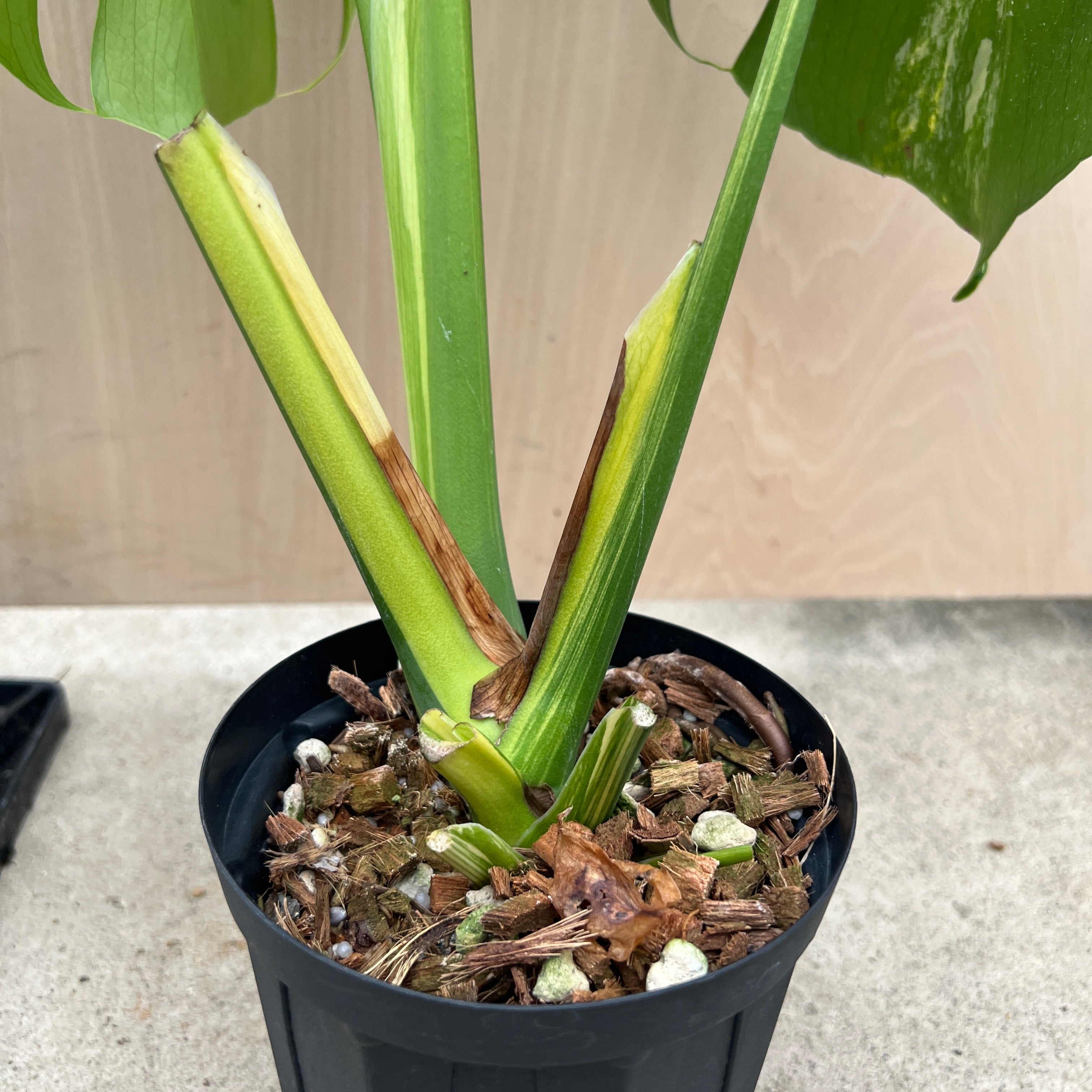 モンステラ イエローマリリン 鉢ごと発送 No.21067 モンステラ イエローマリリン 4号鉢 – 植物家族