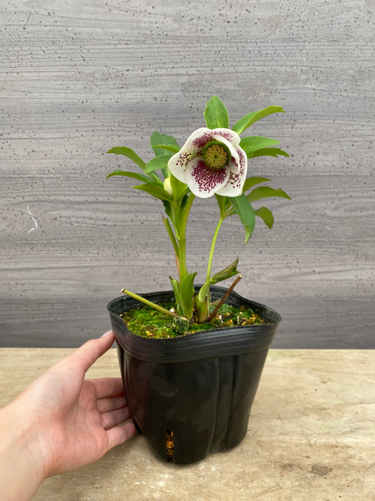 No.05087　横山園芸★クリスマスローズ　シングル咲き　5号苗ポット