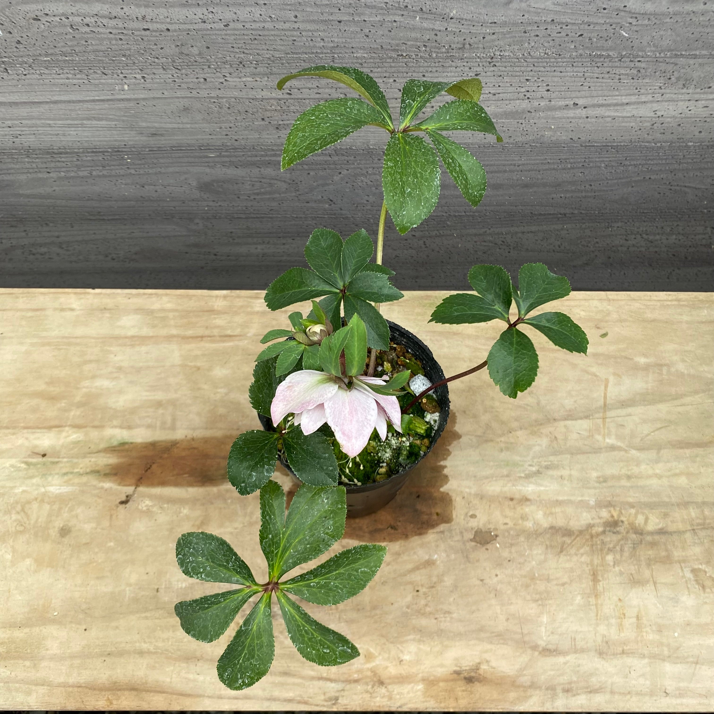 クリスマスローズ　苗 即売会 No.27099 クリスマスローズ ダブル咲き 3.5号苗ポット – 植物家族