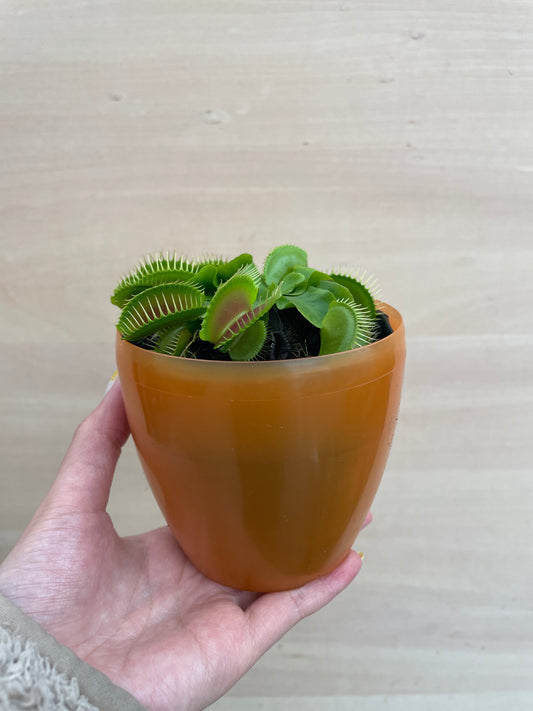 M04 食虫植物 ハエとり草 3号鉢