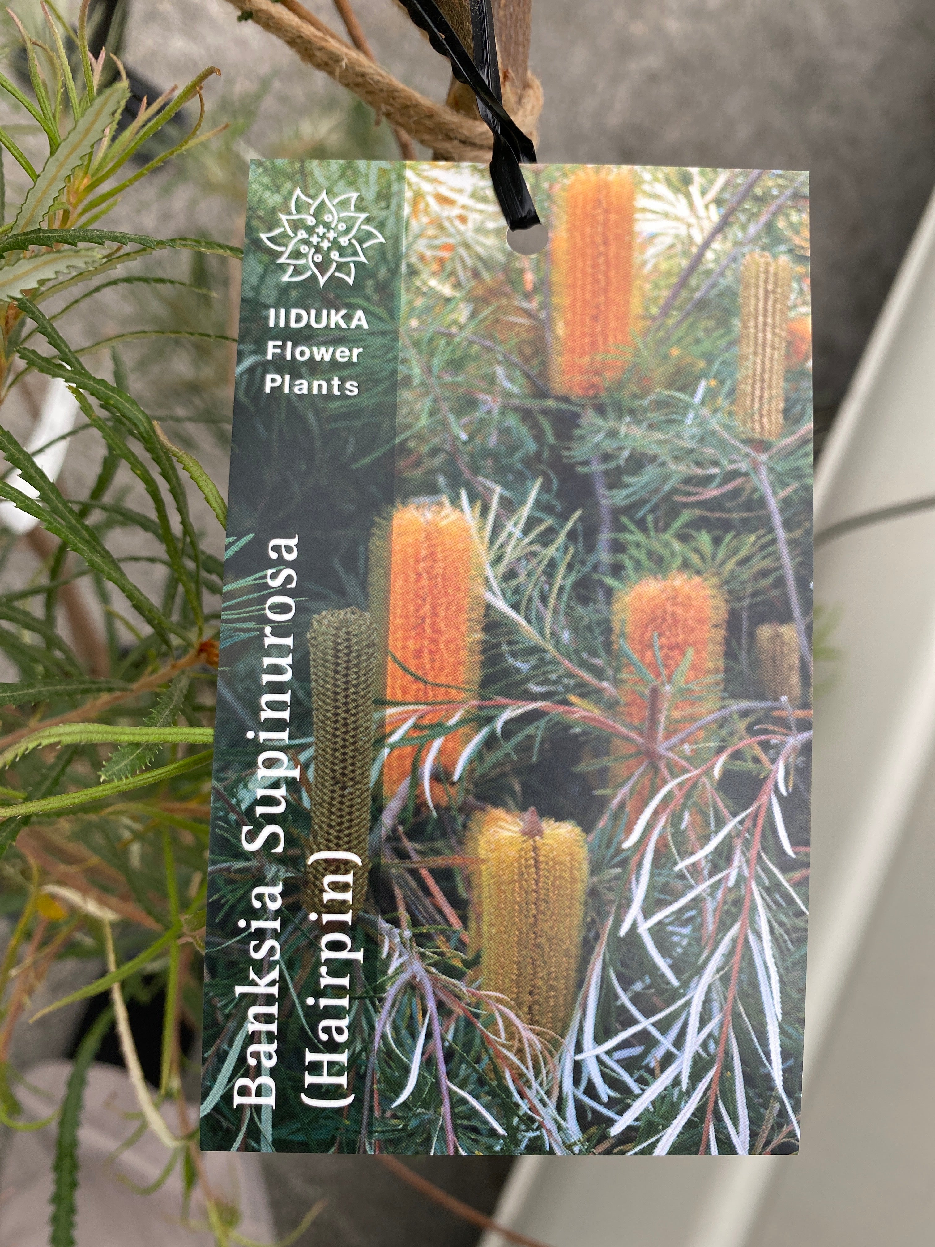 ヘアピン バンクシア スピヌローサ 3 バンクシア スピヌロサ（ヘアピン）の育て方。 細葉で寒さにも暑