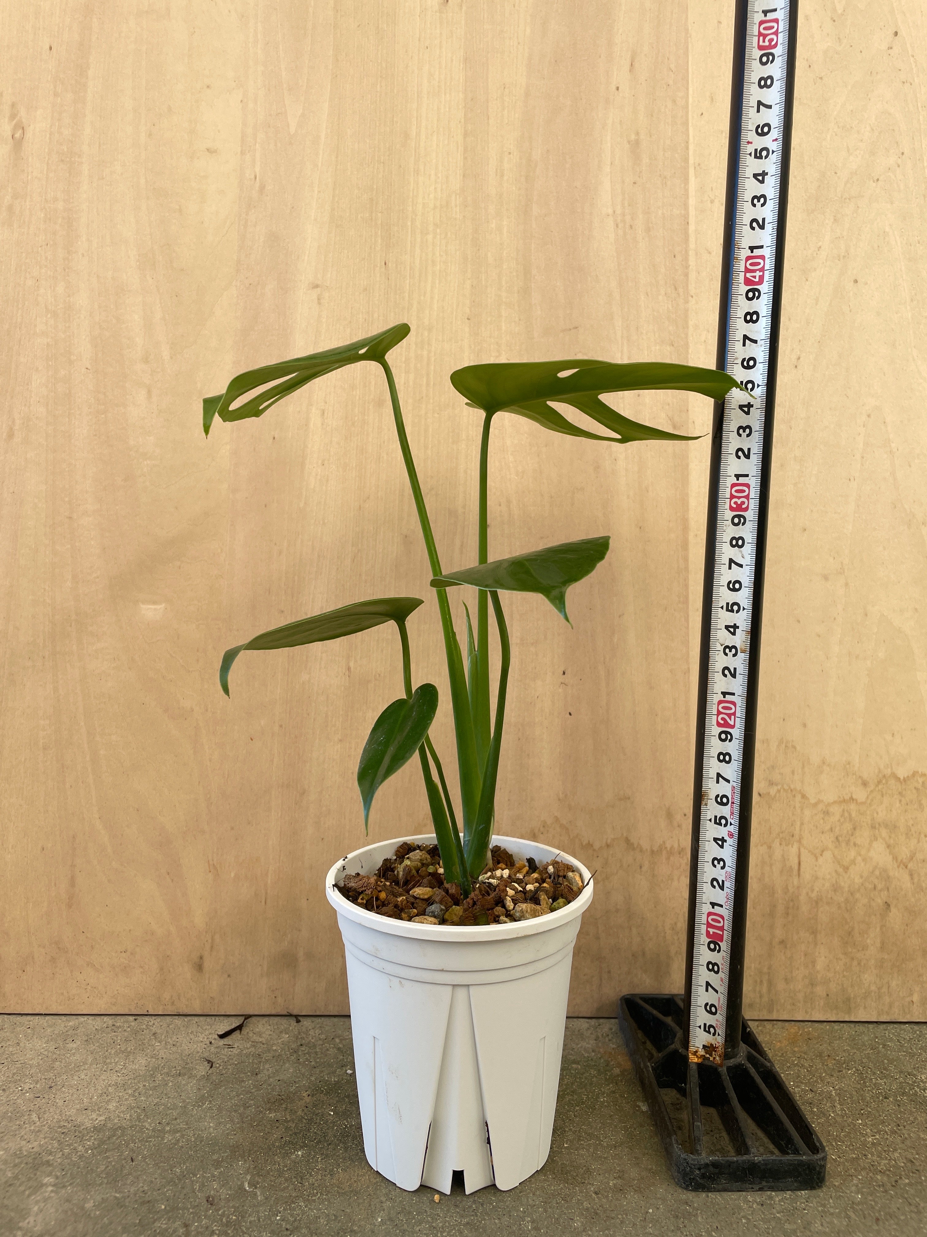 Pickup 全ての商品 – 植物家族
