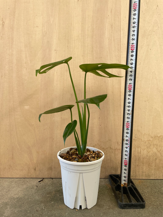 モンステラ　コンパクタ　4号鉢　植え替え済み