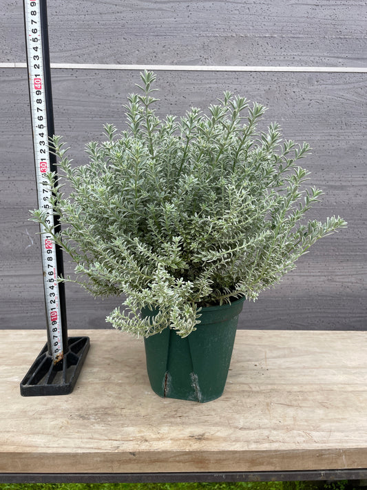 No.26017　ウエストリンギア　フルティコサ　斑入り　5号鉢