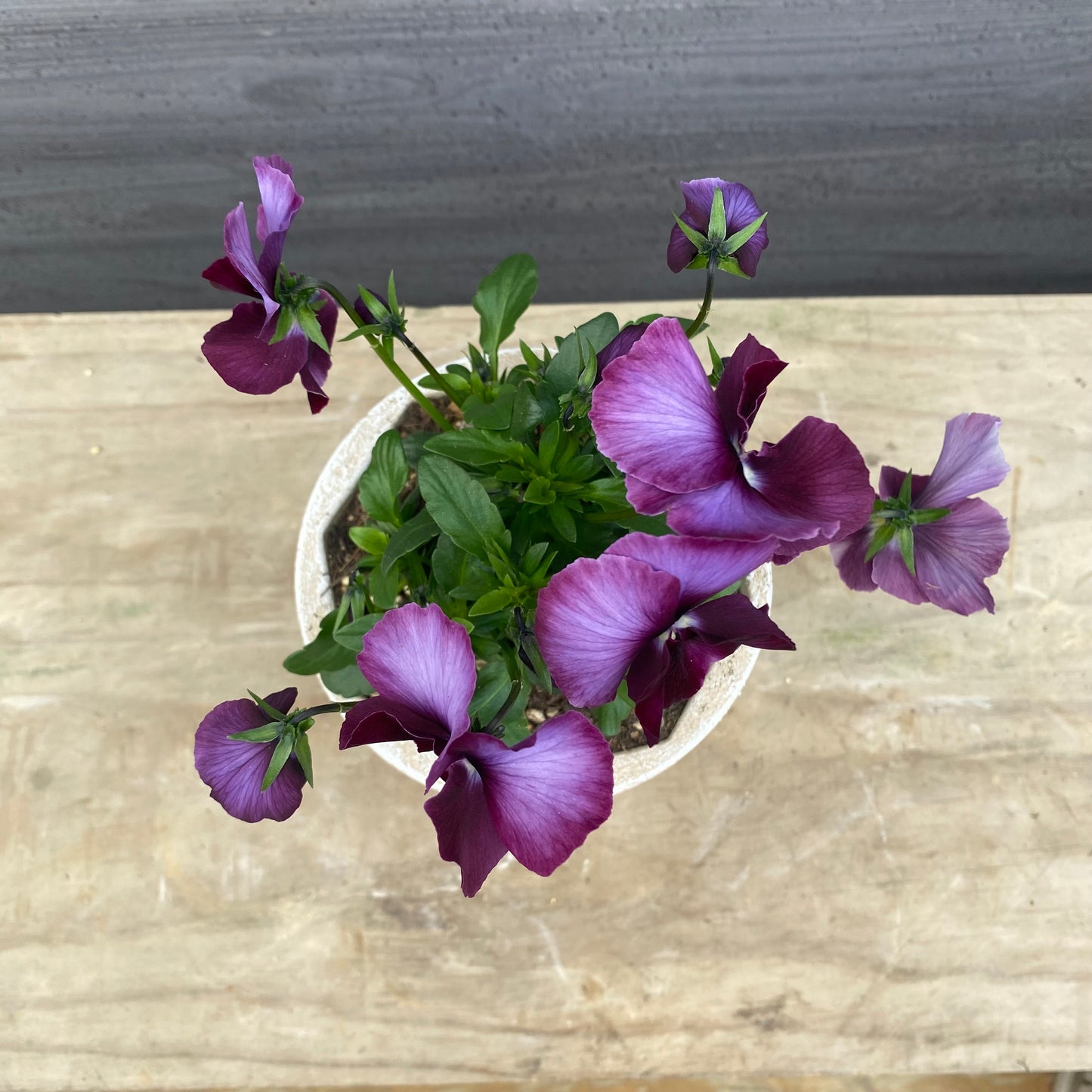 No.07024　ビオラ　スリットポット