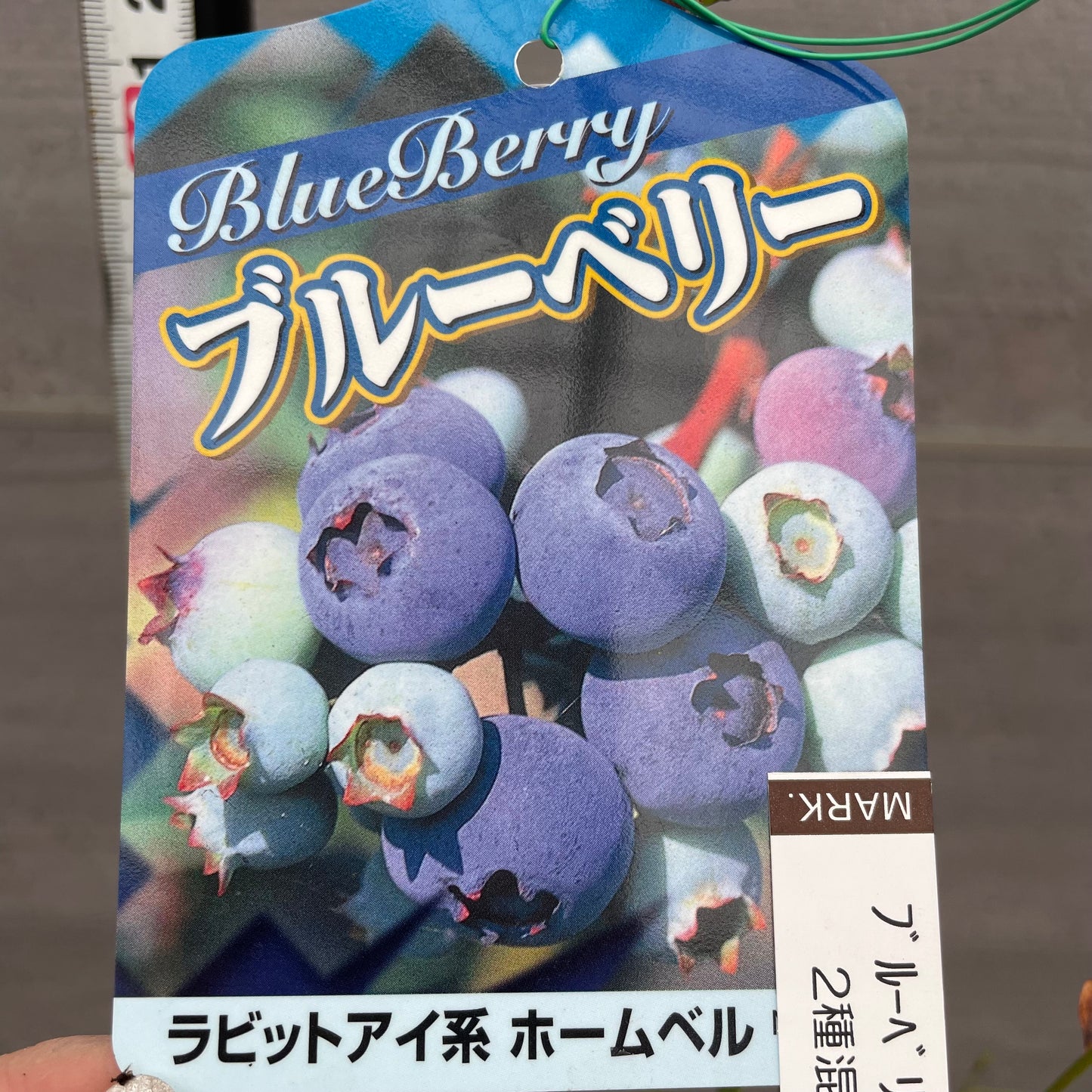 ブルーベリー（ラビットアイ系）2種混合植え　5号鉢