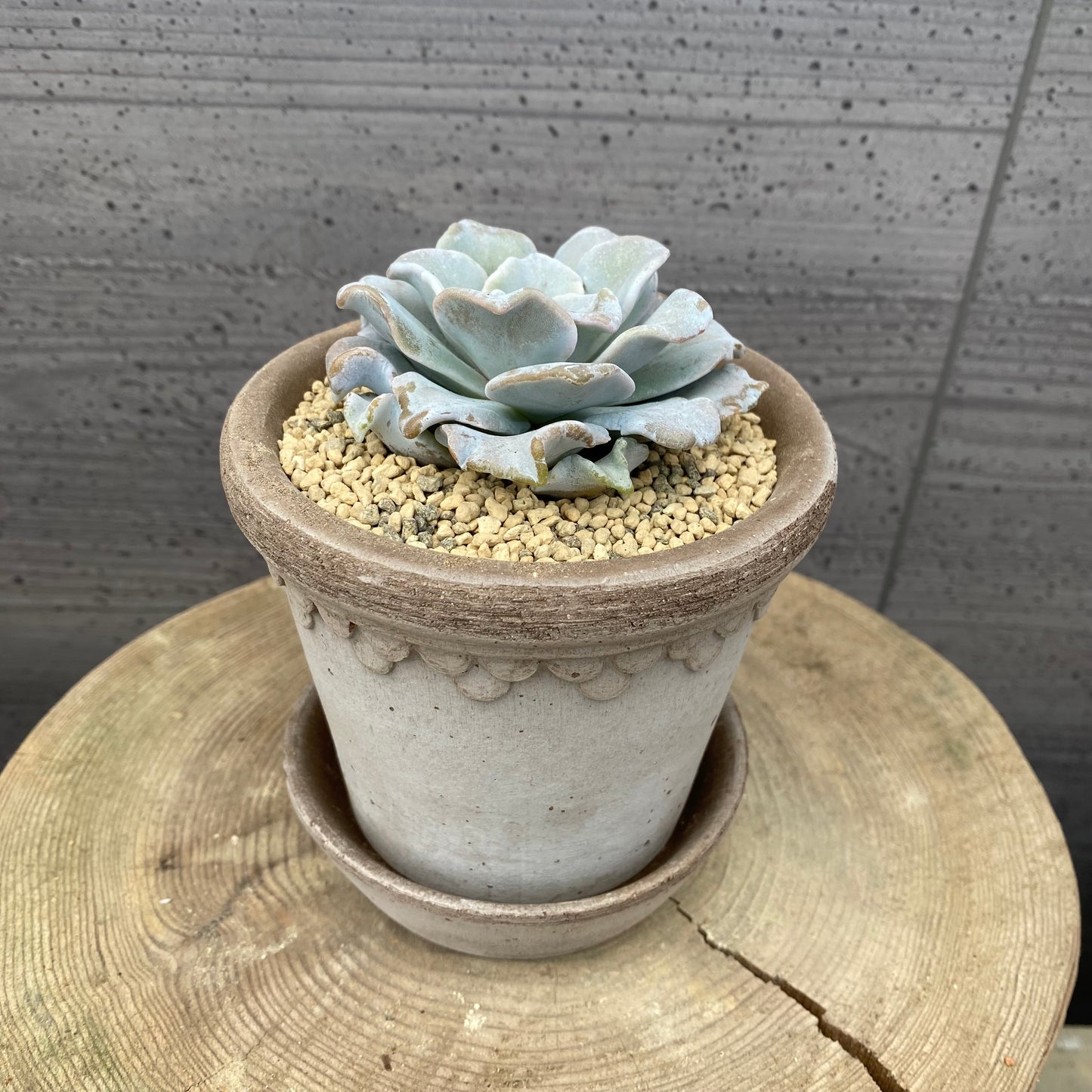 エケベリア　クリスペートビューティ　BERGS コペンハーゲン10