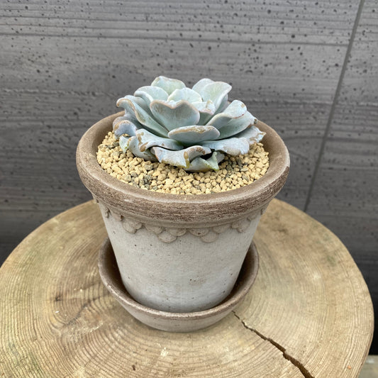 エケベリア　クリスペートビューティ　BERGS コペンハーゲン10