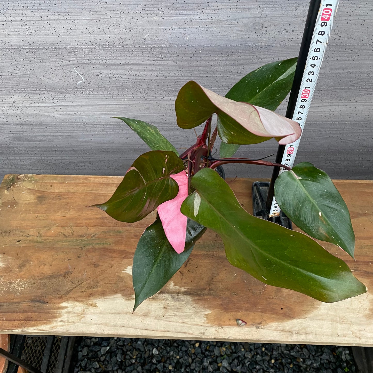 市場仕入れ即売会　No.25032　フィロデンドロン　ピンクプリンセス　3.5号鉢