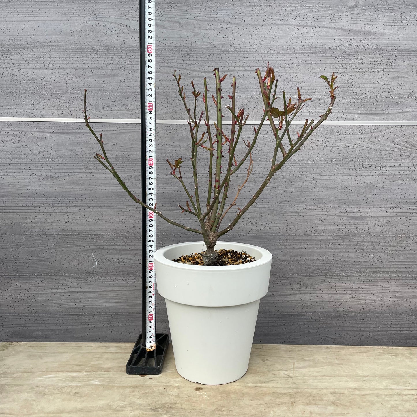 薔薇　パルミラ　7号おすすめ白ポット