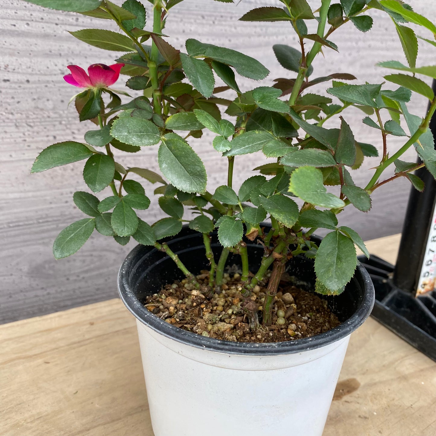 バラ　ゼプティ　4.5号鉢